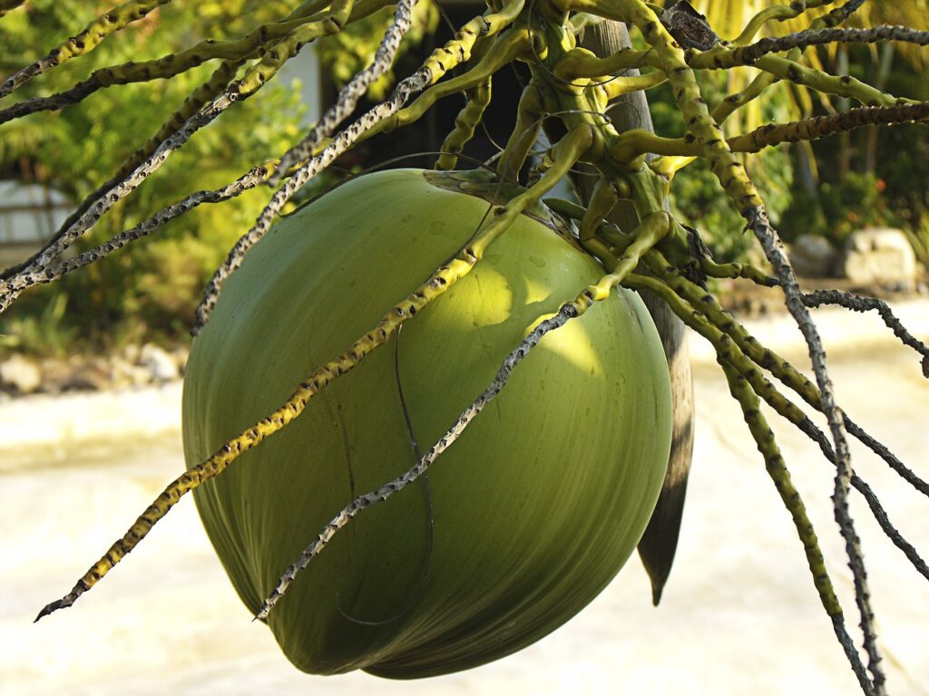 coconut, coconut tree, close up-174666.jpg