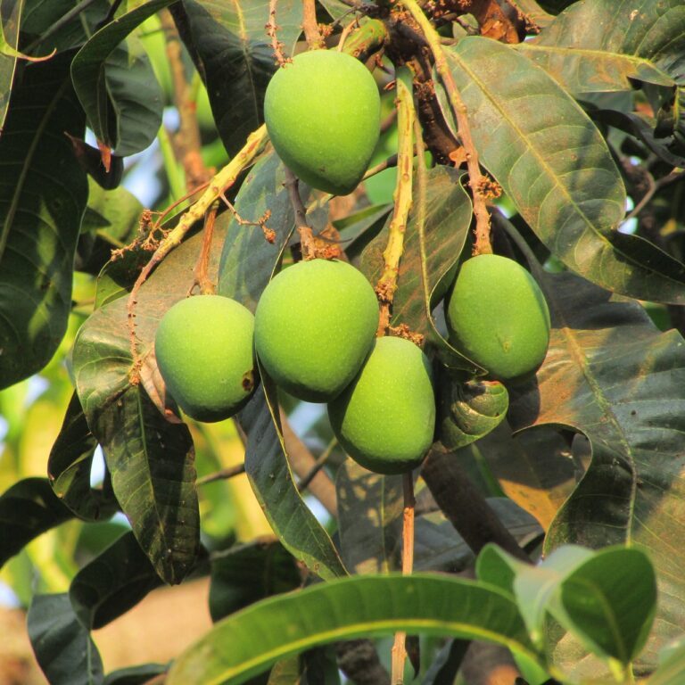 Green mango, Benefits of Eating Raw Mango.jpg