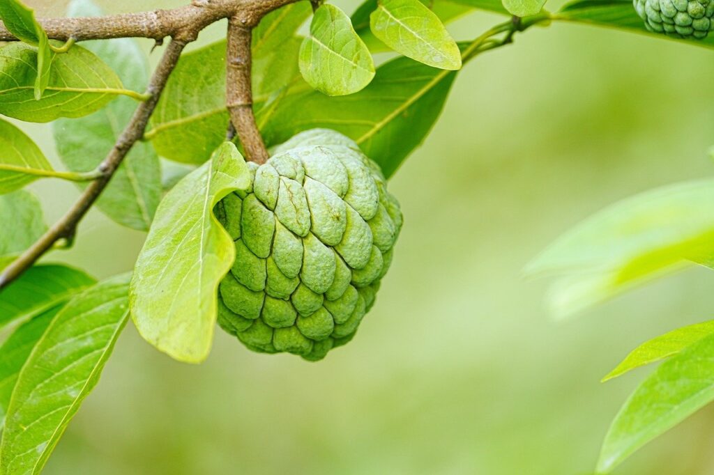 custard apple, benefits of eating custard apple.jpg